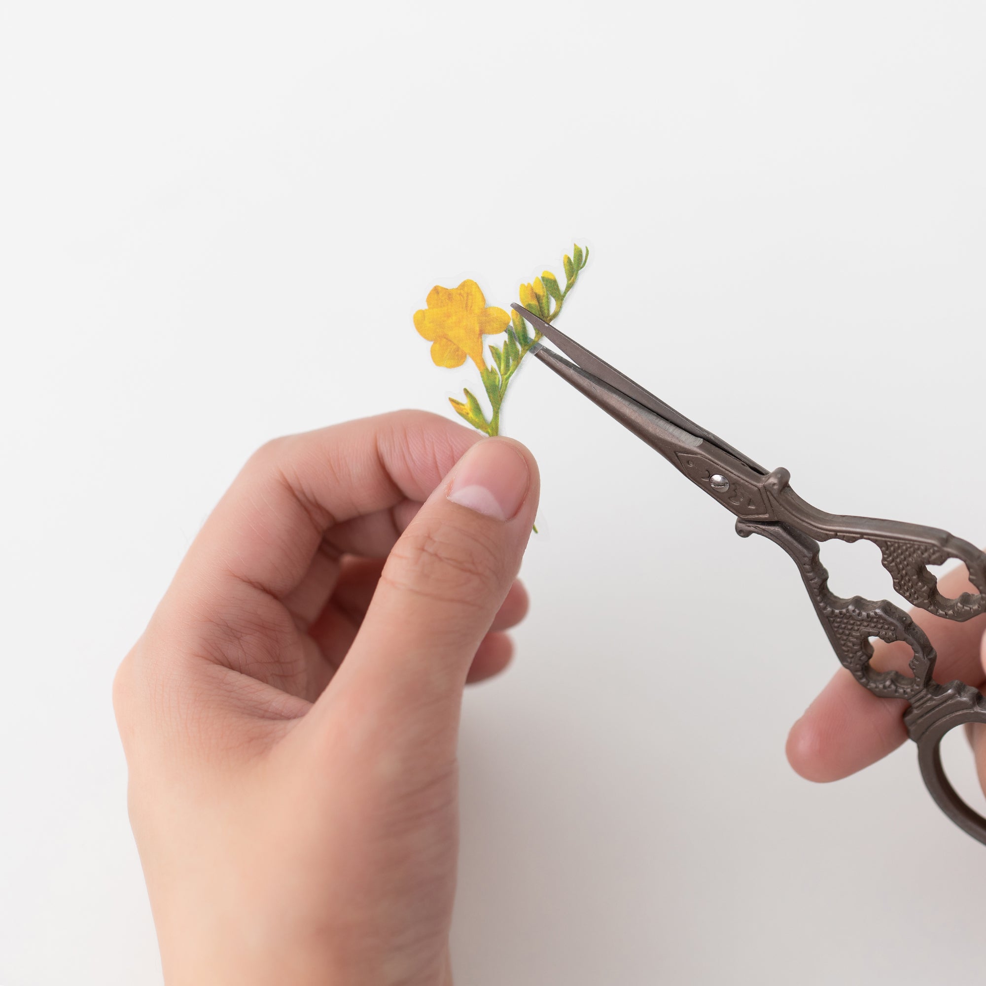 Freesia Pressed Flower Stickers