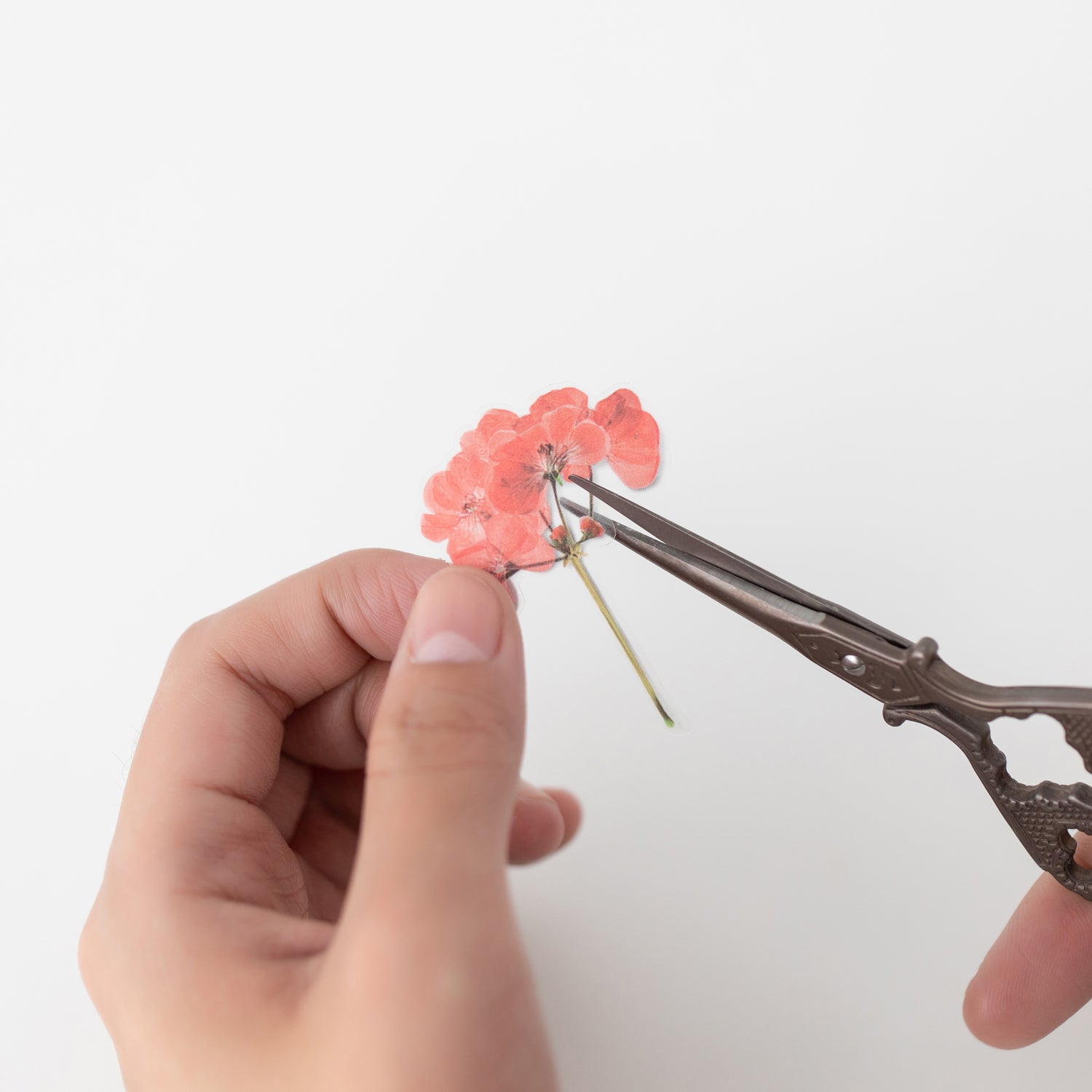 Geranium Pressed Flower Stickers
