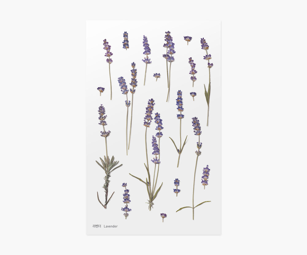 lavender flower stickers Appree Pressed Flower Sticker