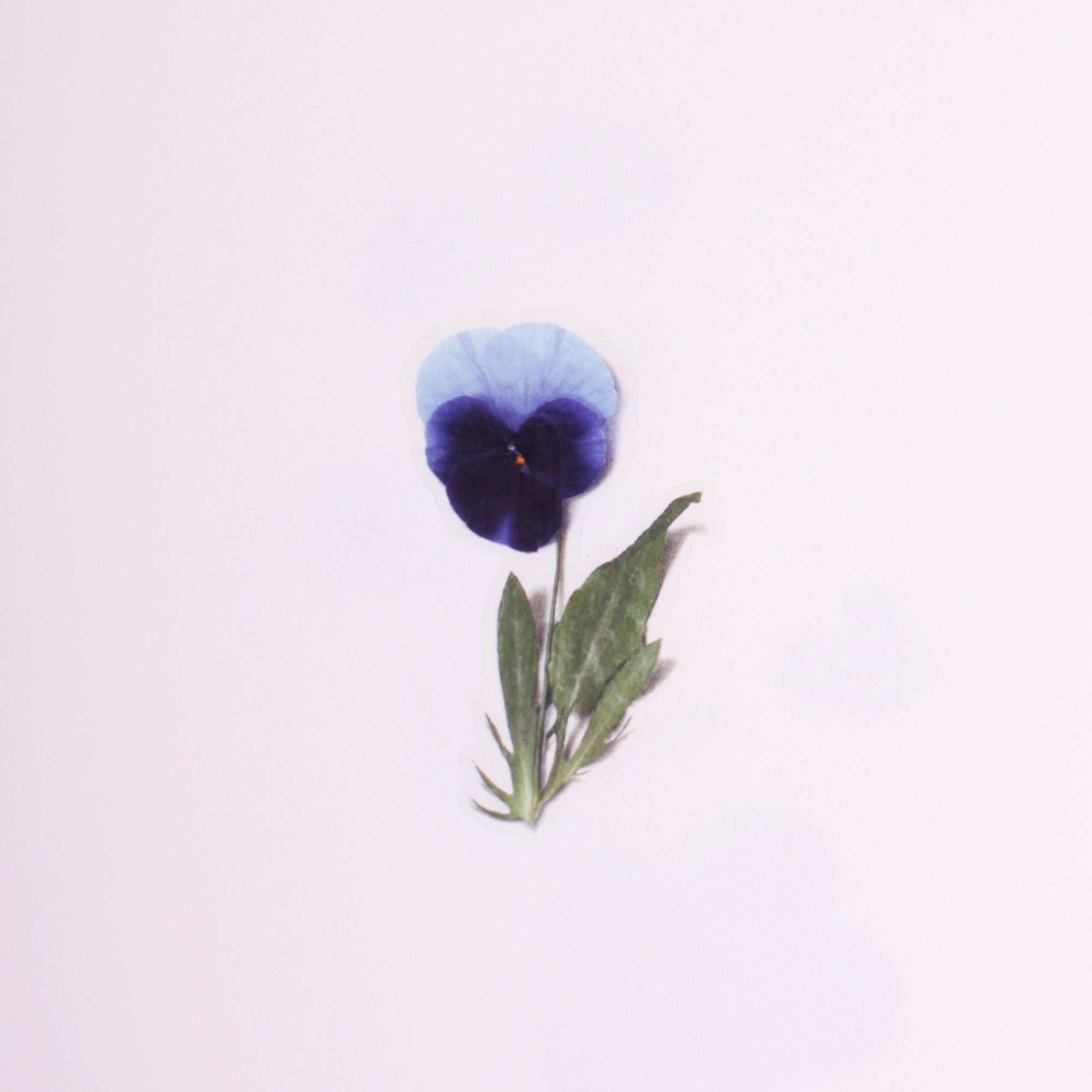 Pansy Pressed Flower Stickers