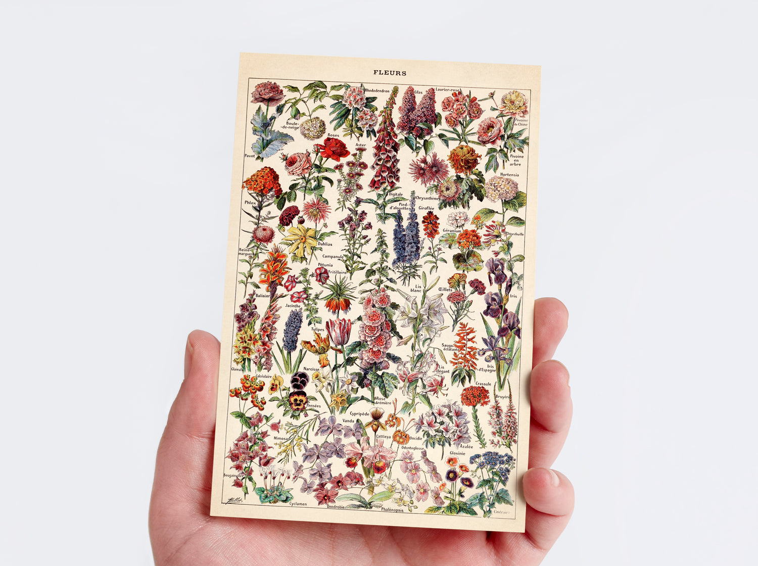 Nature Collection Postcard Set