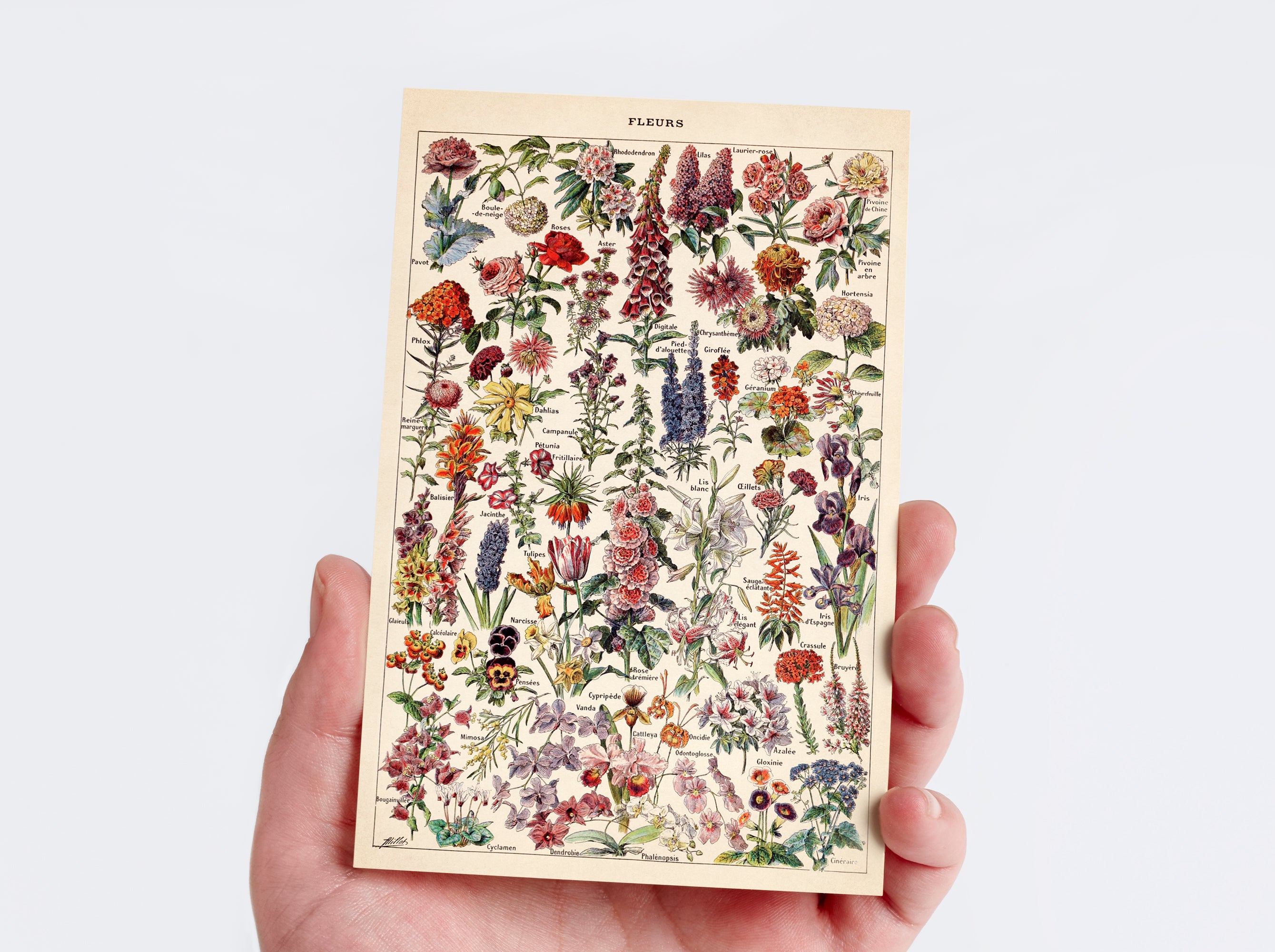 Nature Collection Postcard Set
