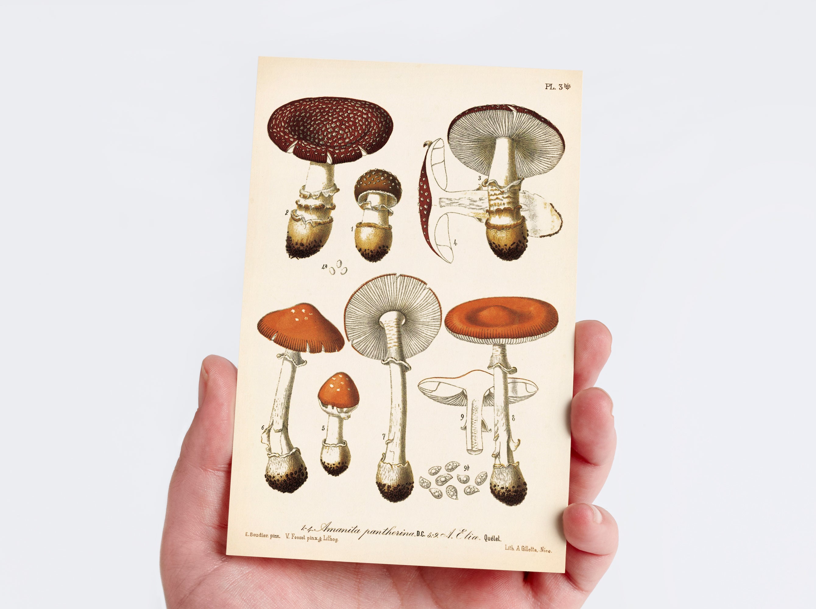 Nature Collection Postcard Set
