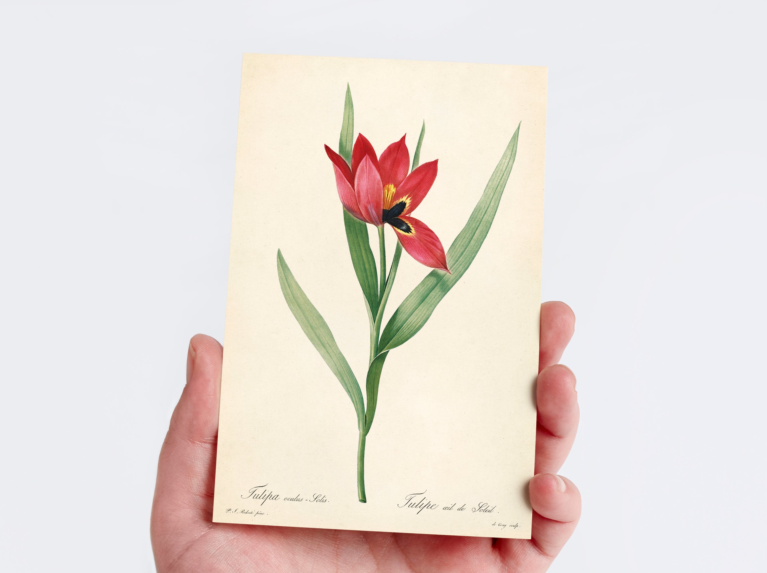 Nature Collection Postcard Set