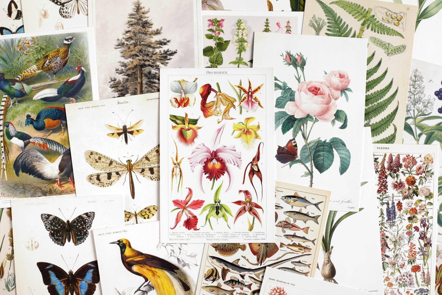 Nature Collection Postcard Set