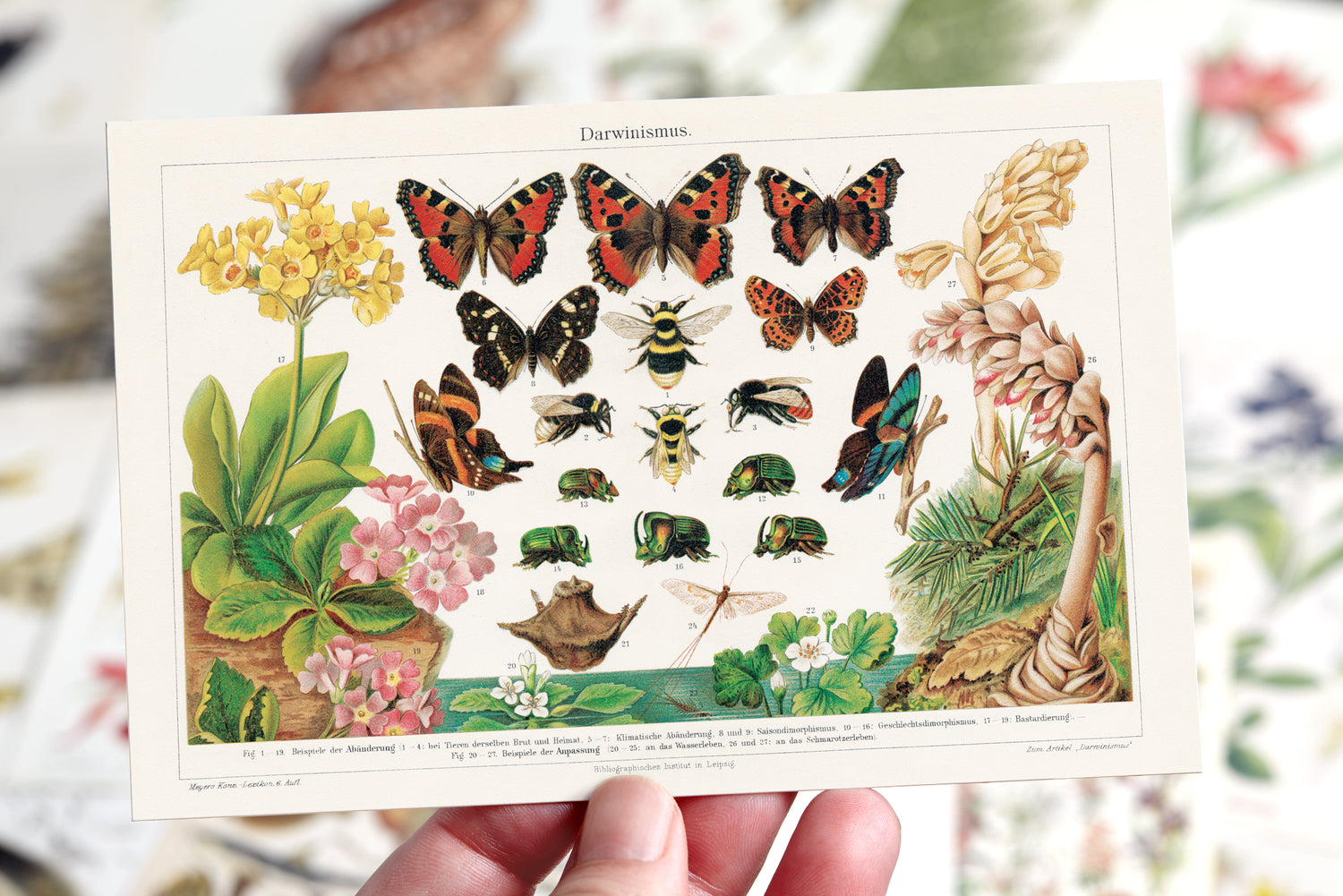 Nature Collection Postcard Set