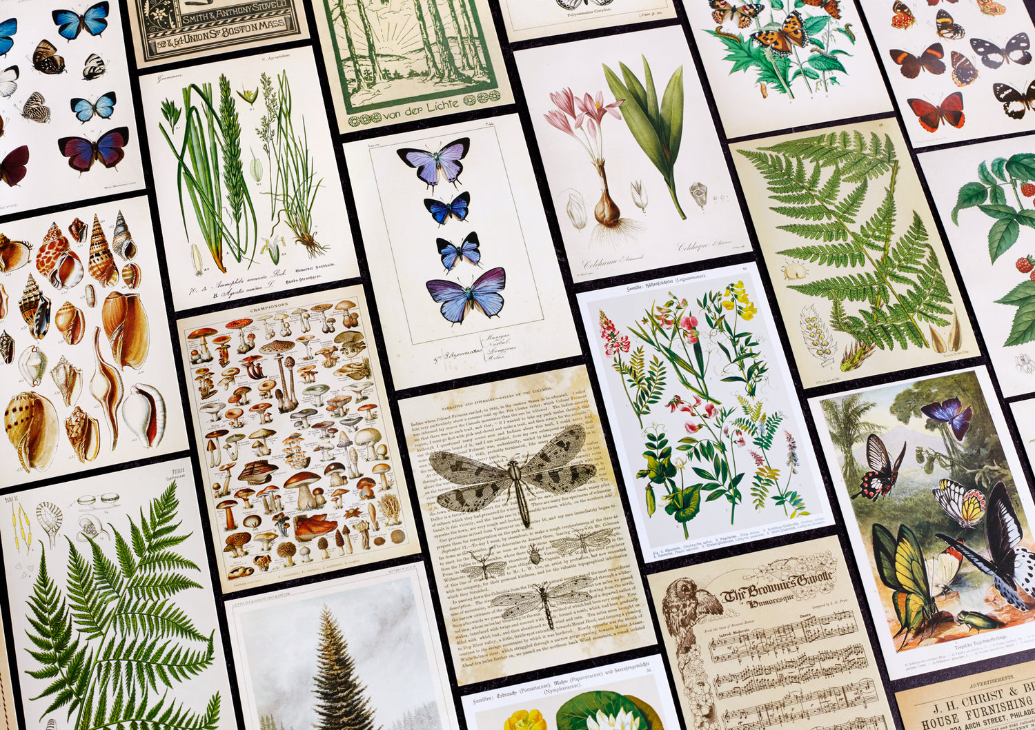 Vintage Postcard Set