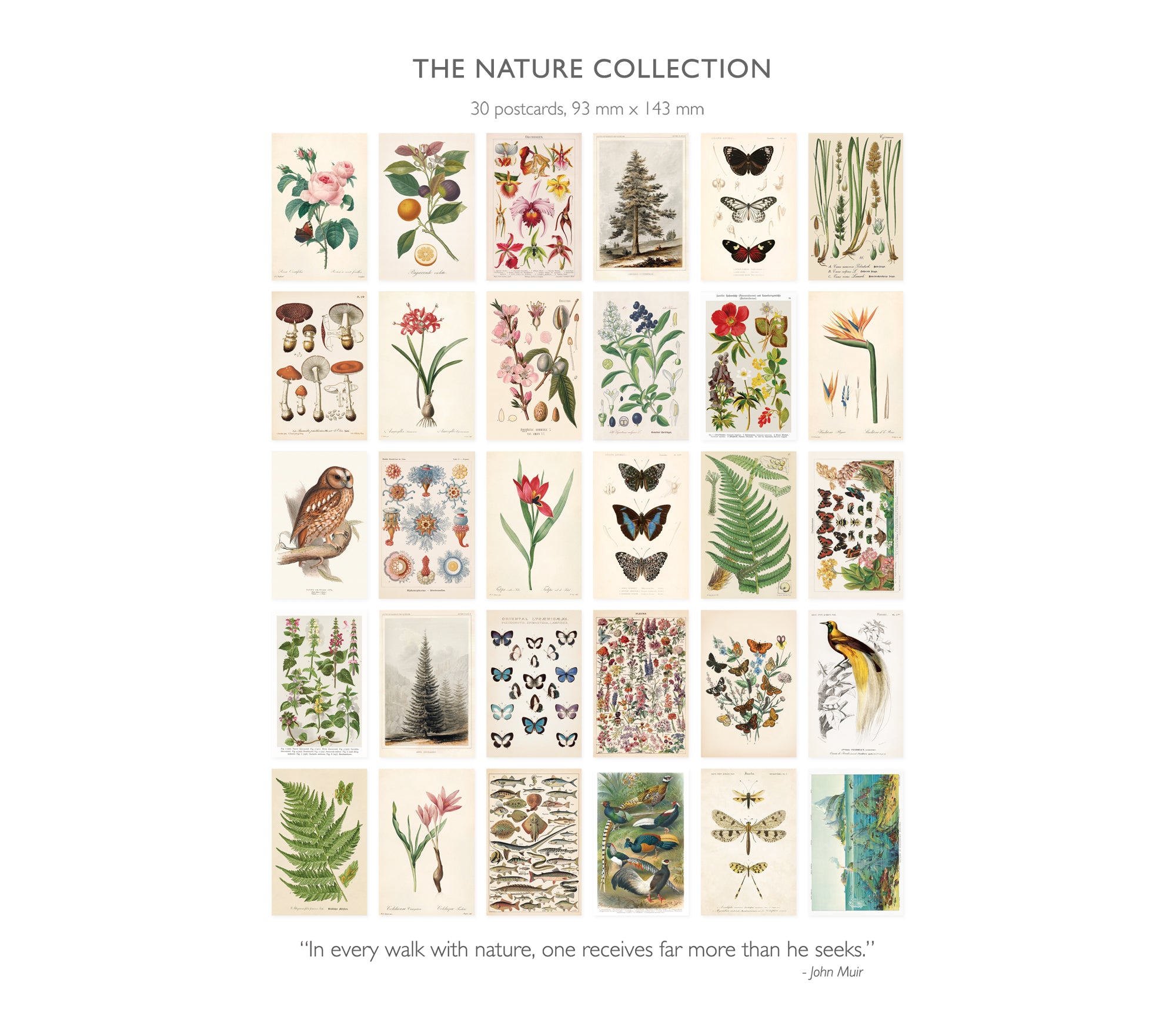 Nature Collection Postcard Set