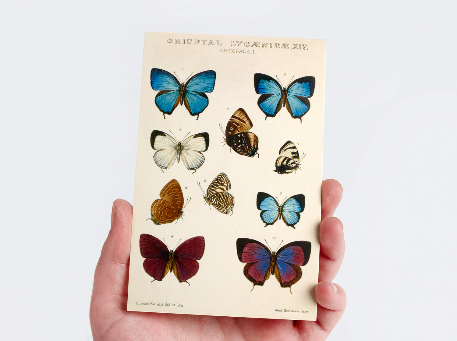 Vintage Postcard Set