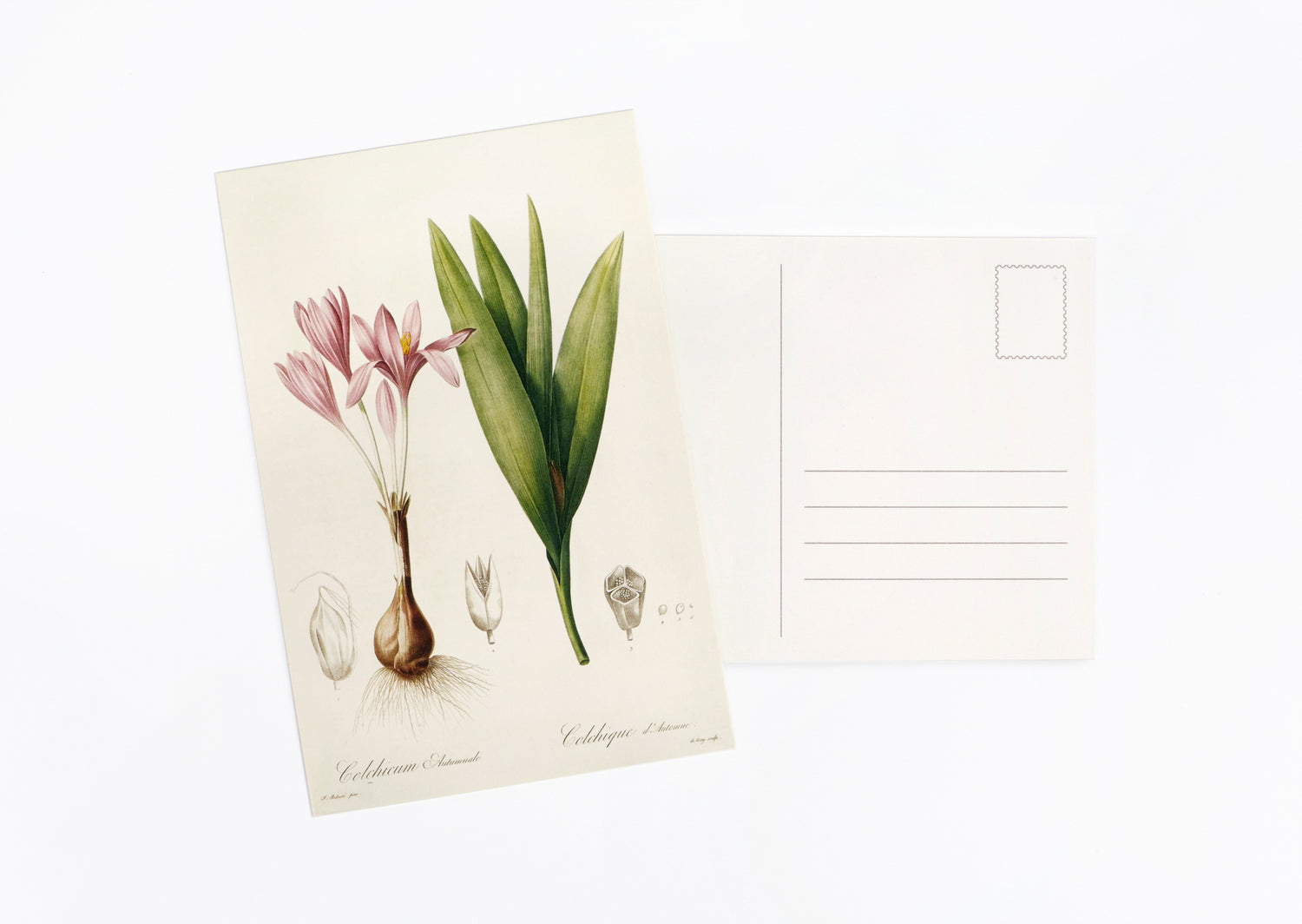 Vintage Postcard Set