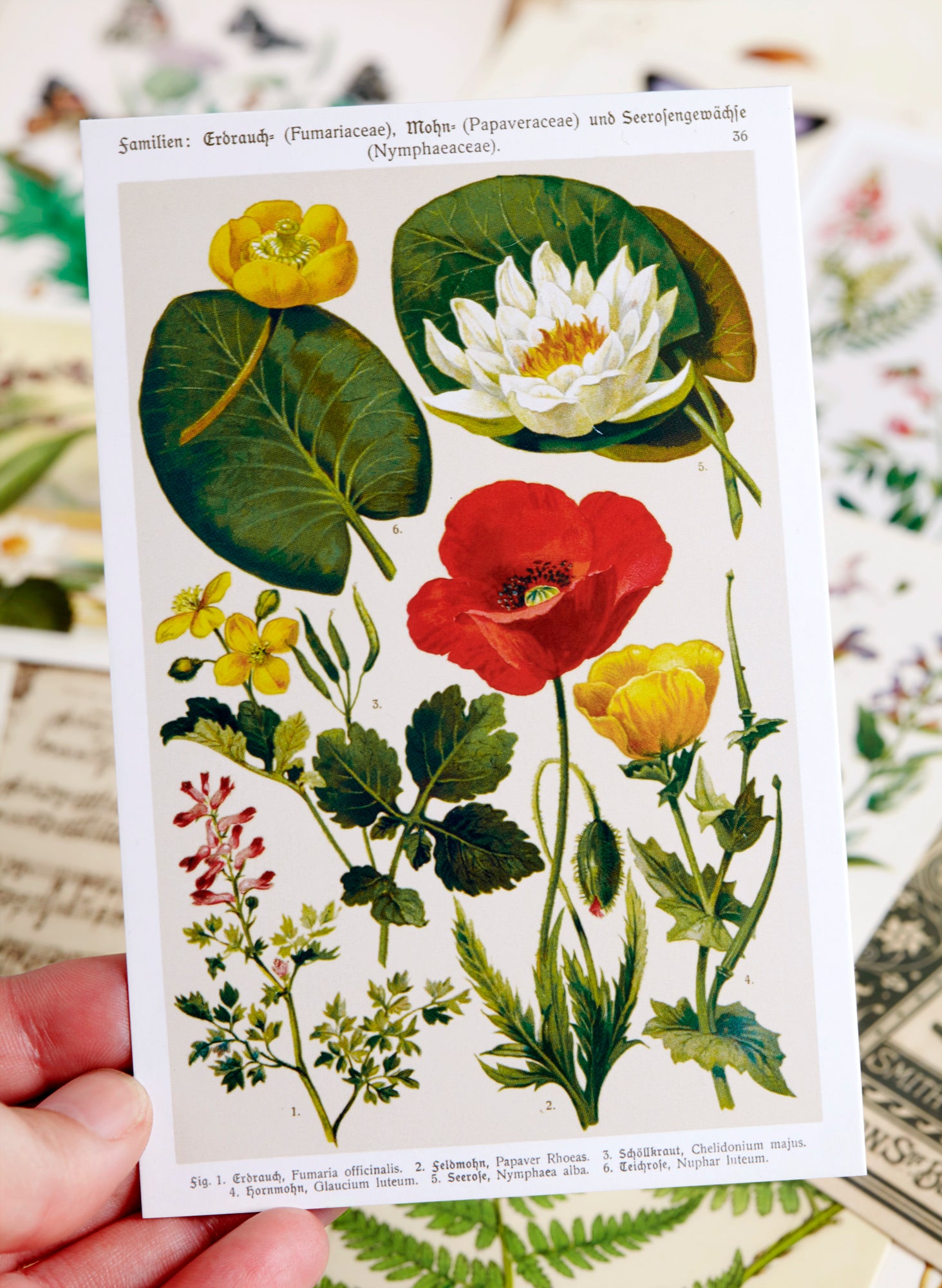 Vintage Postcard Set