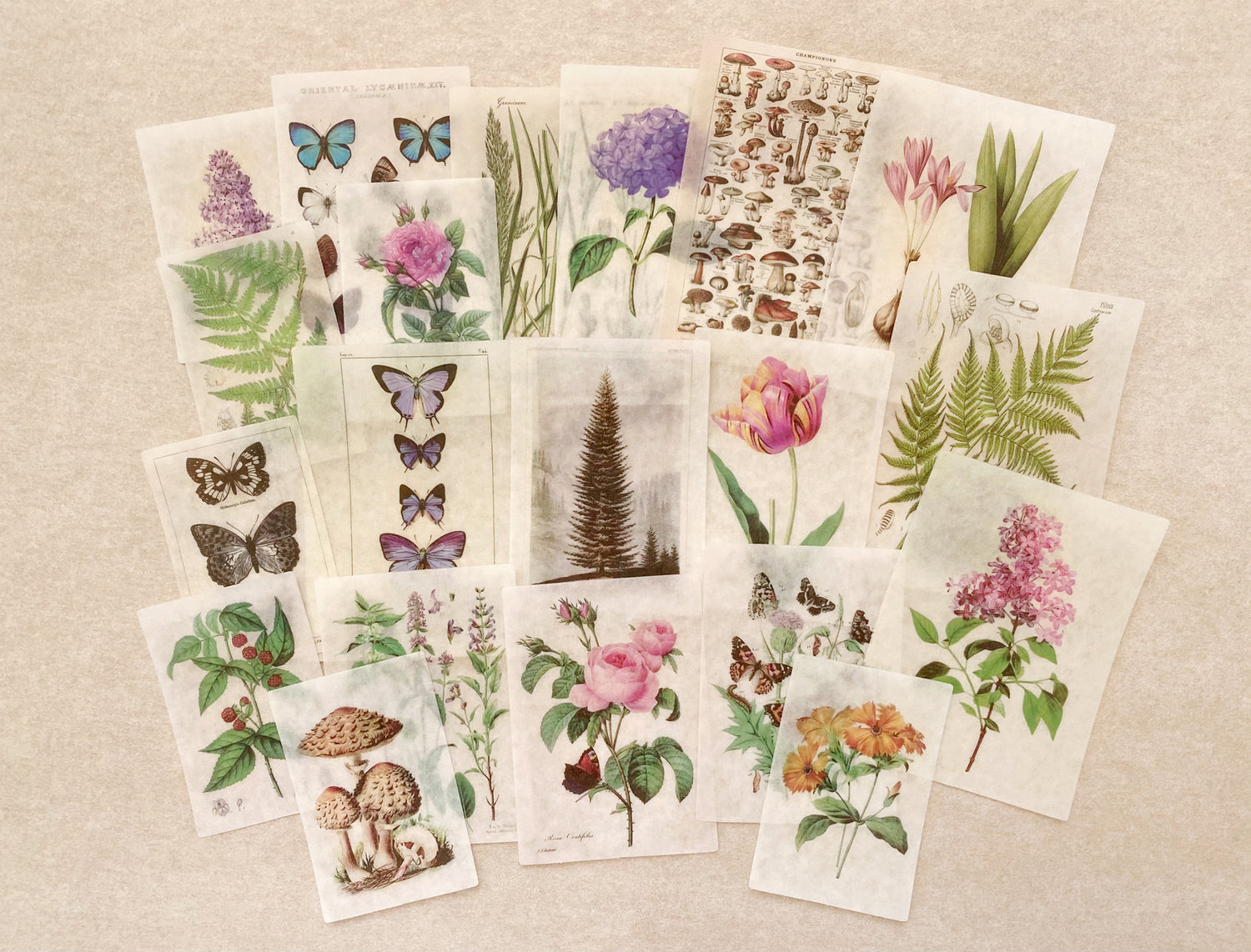 Botanical Washi Sticker Set