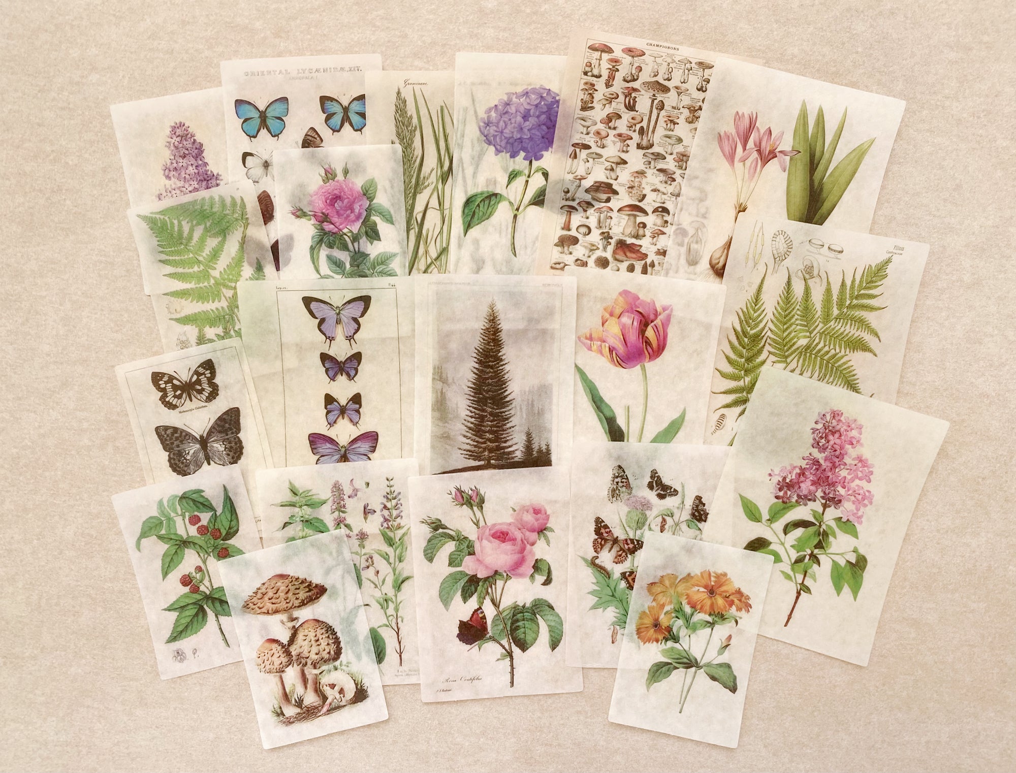 Botanical Washi Sticker Set