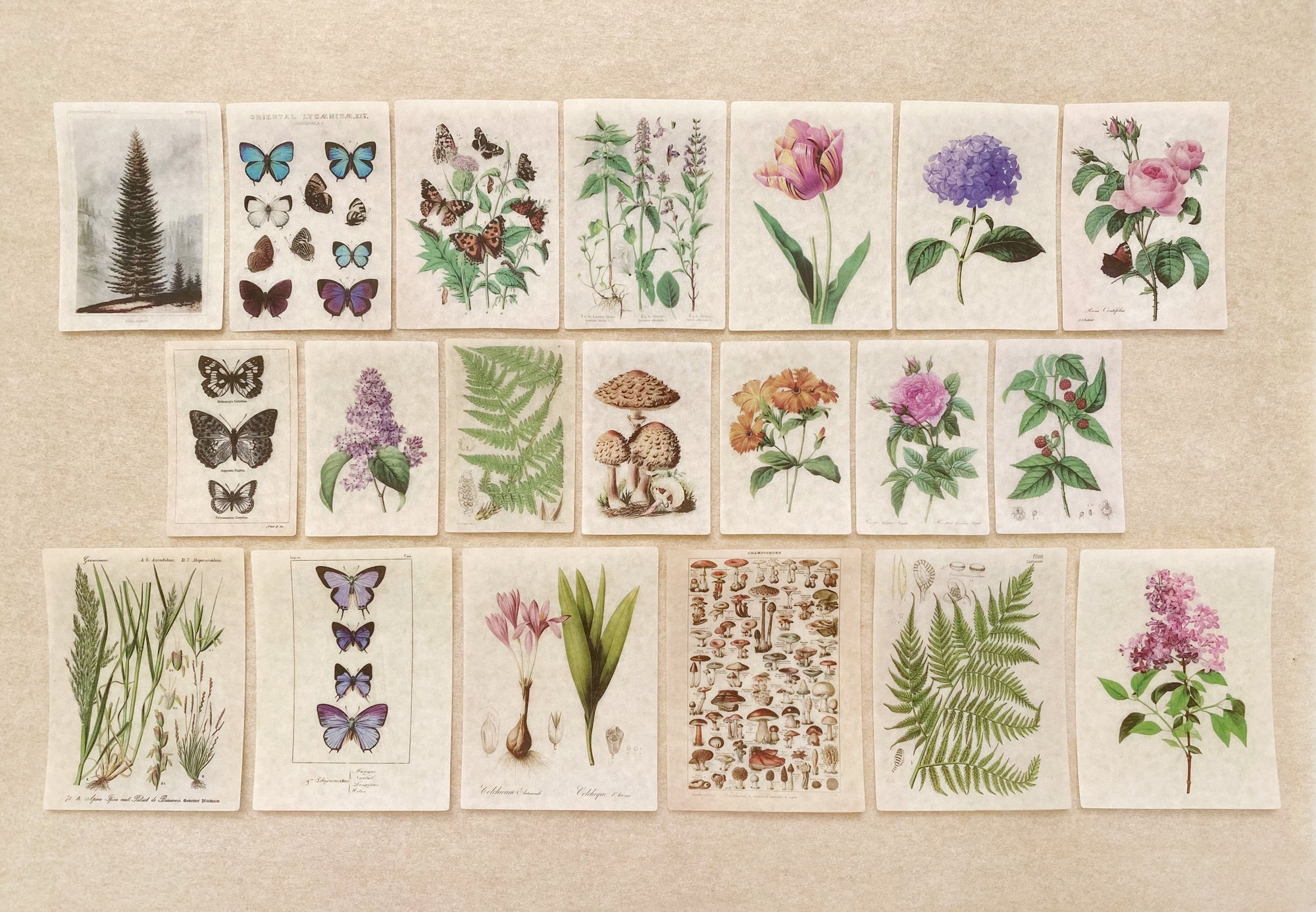Botanical Washi Sticker Set