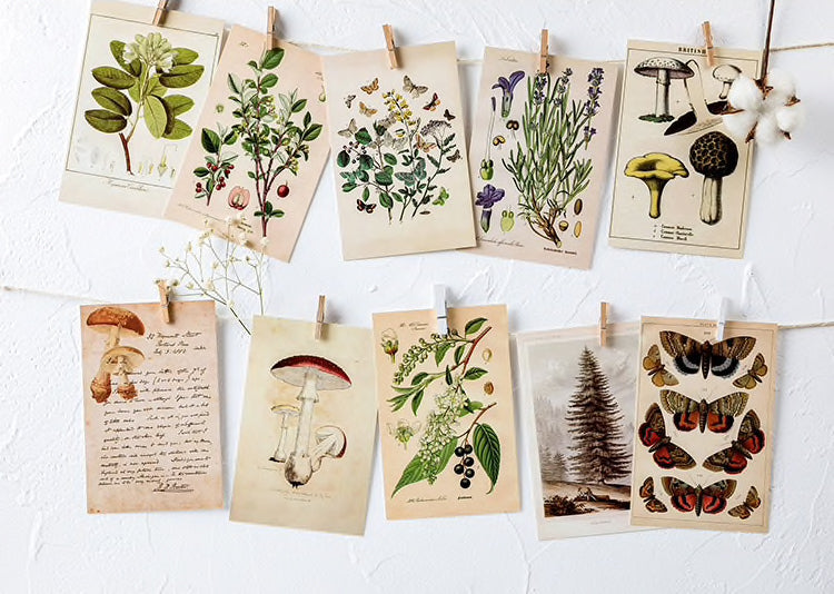 Vintage Nature Postcard Set