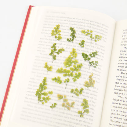 Adiantum Pressed Flower Stickers