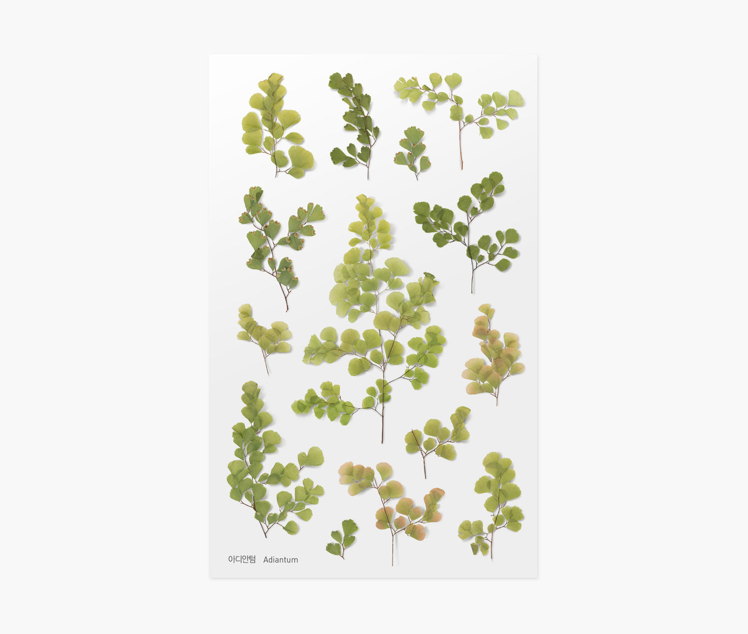 Adiantum Pressed Flower Stickers