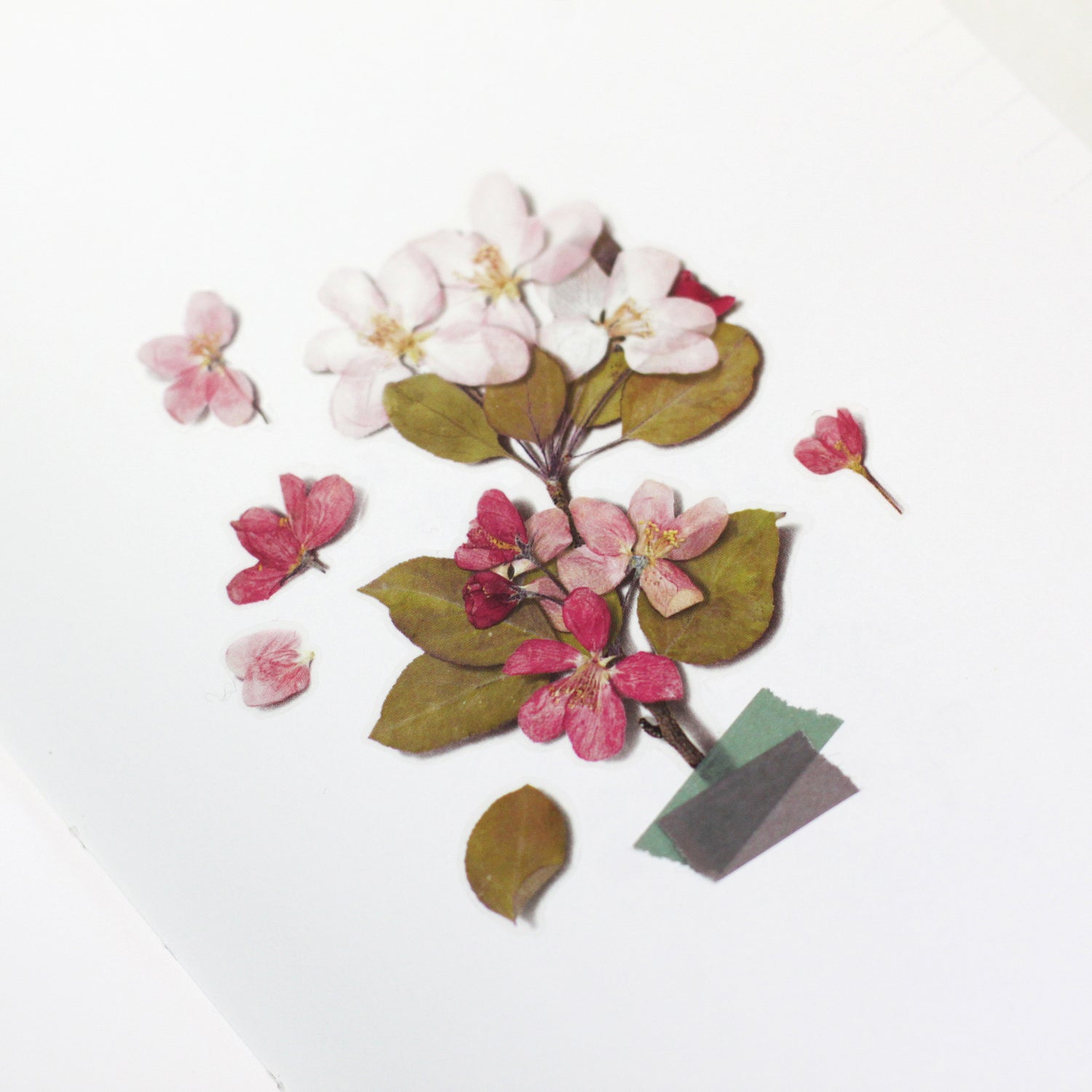 Apple Blossom Pressed Flower Stickers