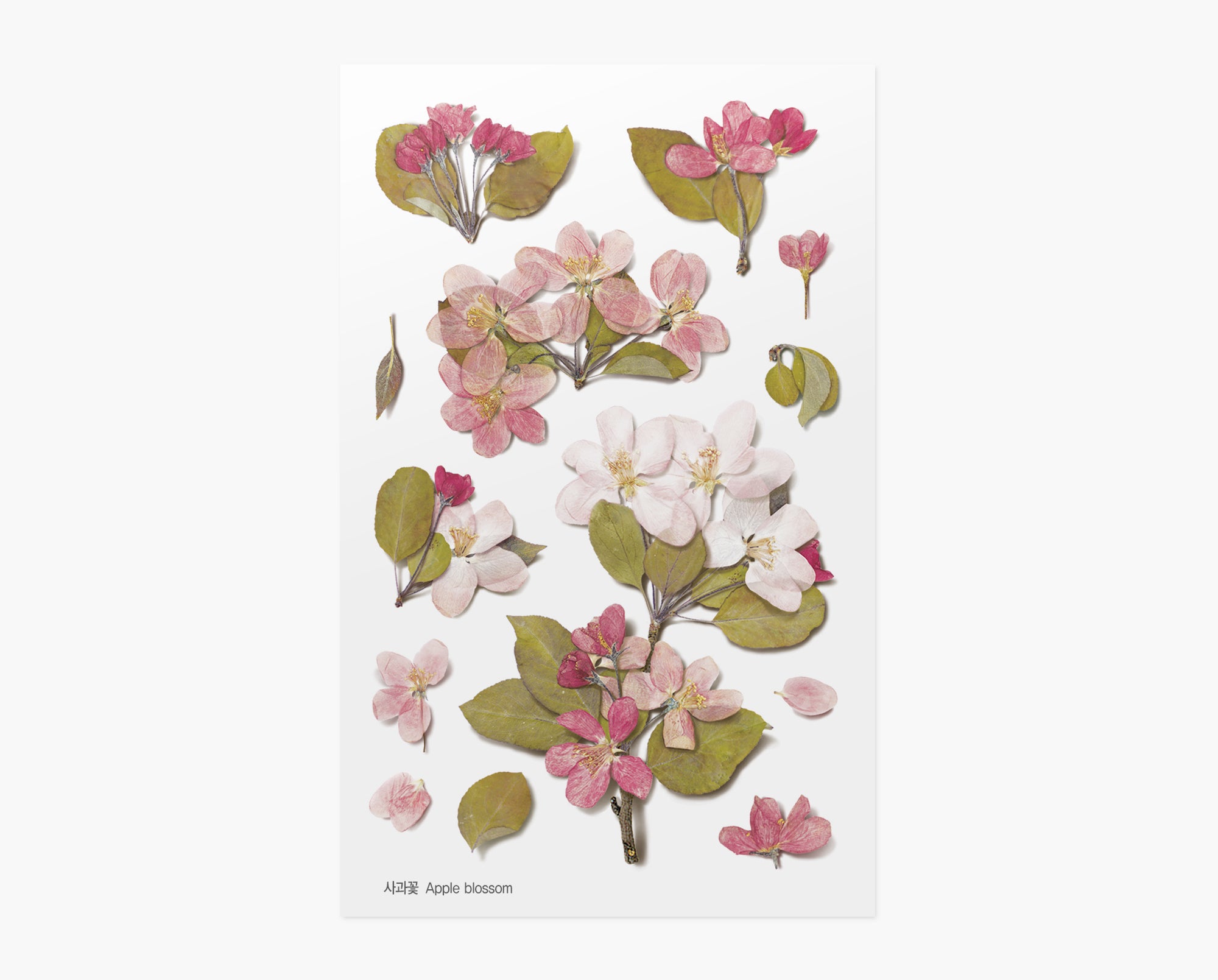 Apple Blossom Pressed Flower Stickers