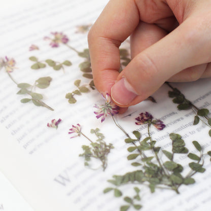 Astragalus Sinicus Pressed Flower Stickers