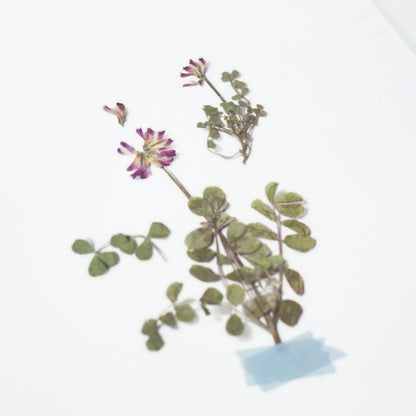 Astragalus Sinicus Pressed Flower Stickers