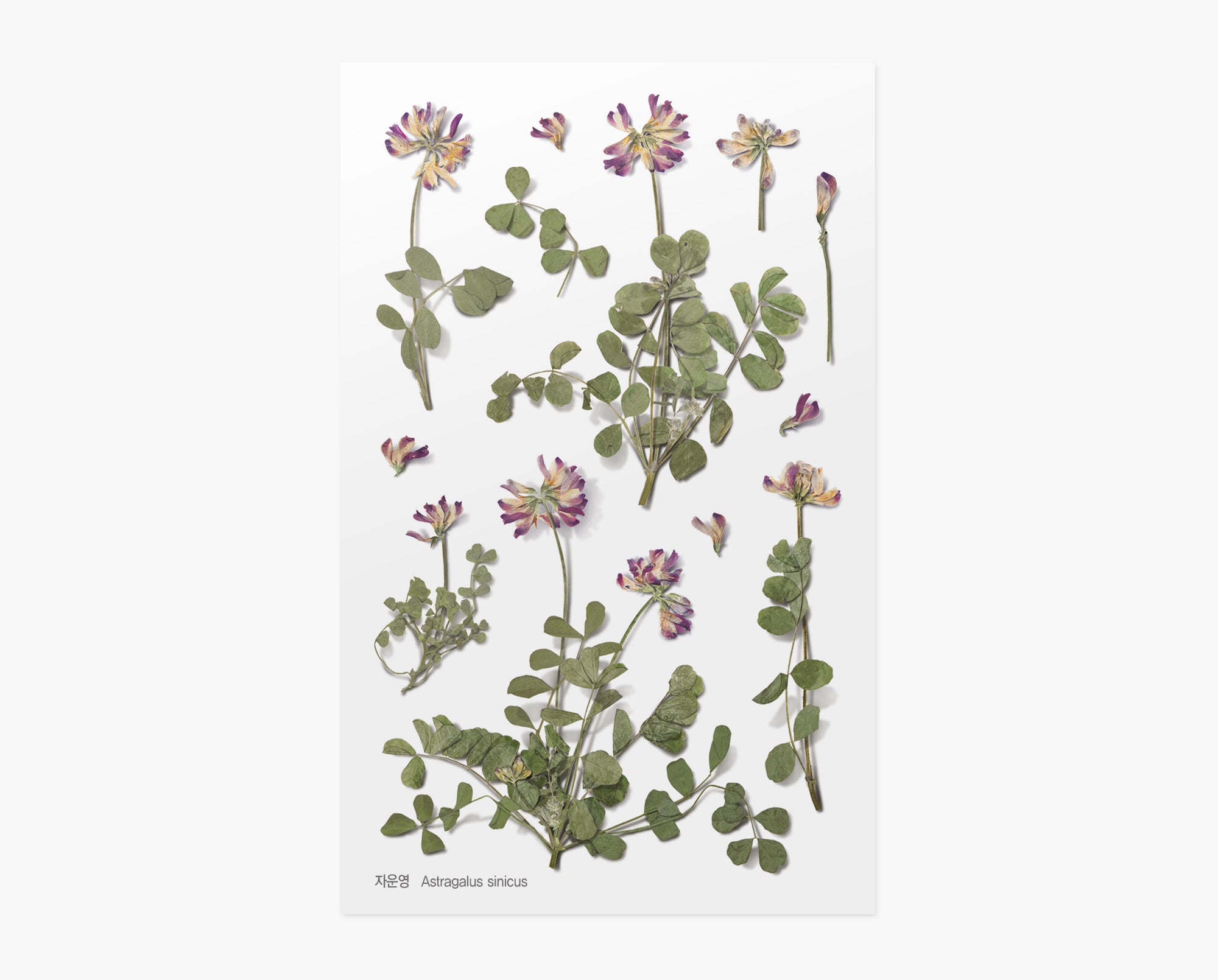 Astragalus Sinicus Pressed Flower Stickers