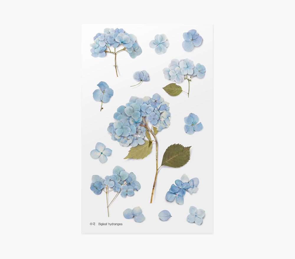 Bigleaf Hydrangea Pressed Flower Stickers