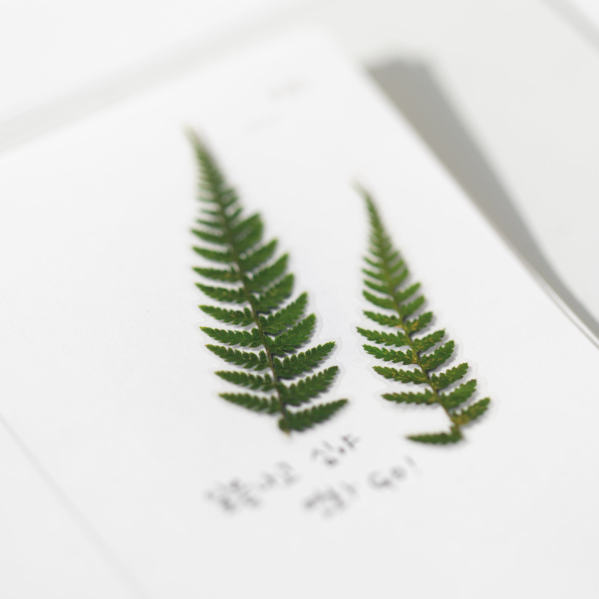 Bracken Pressed Flower Stickers