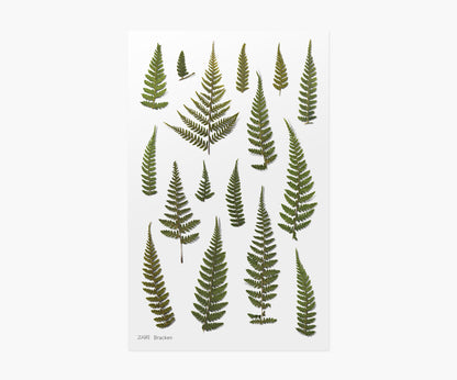 Bracken Pressed Flower Stickers