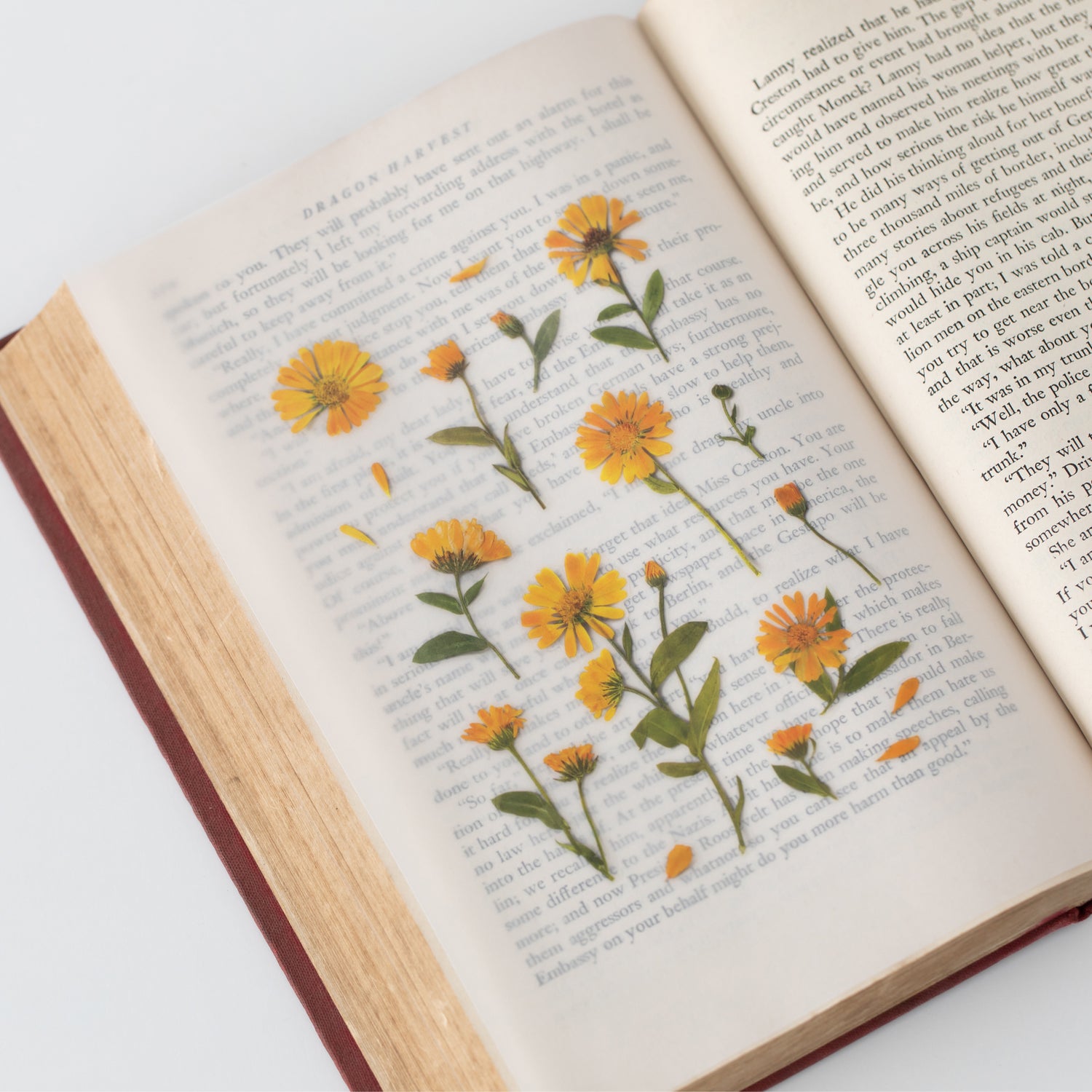 Calendula Pressed Flower Stickers