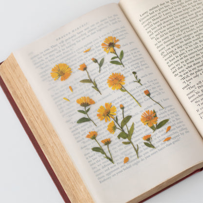 Calendula Pressed Flower Stickers