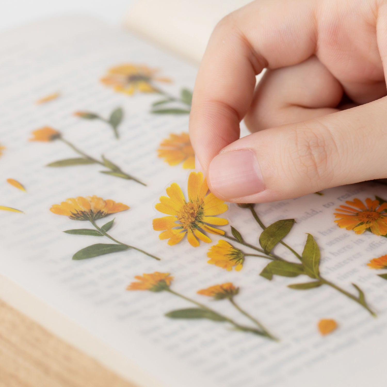 Calendula Pressed Flower Stickers