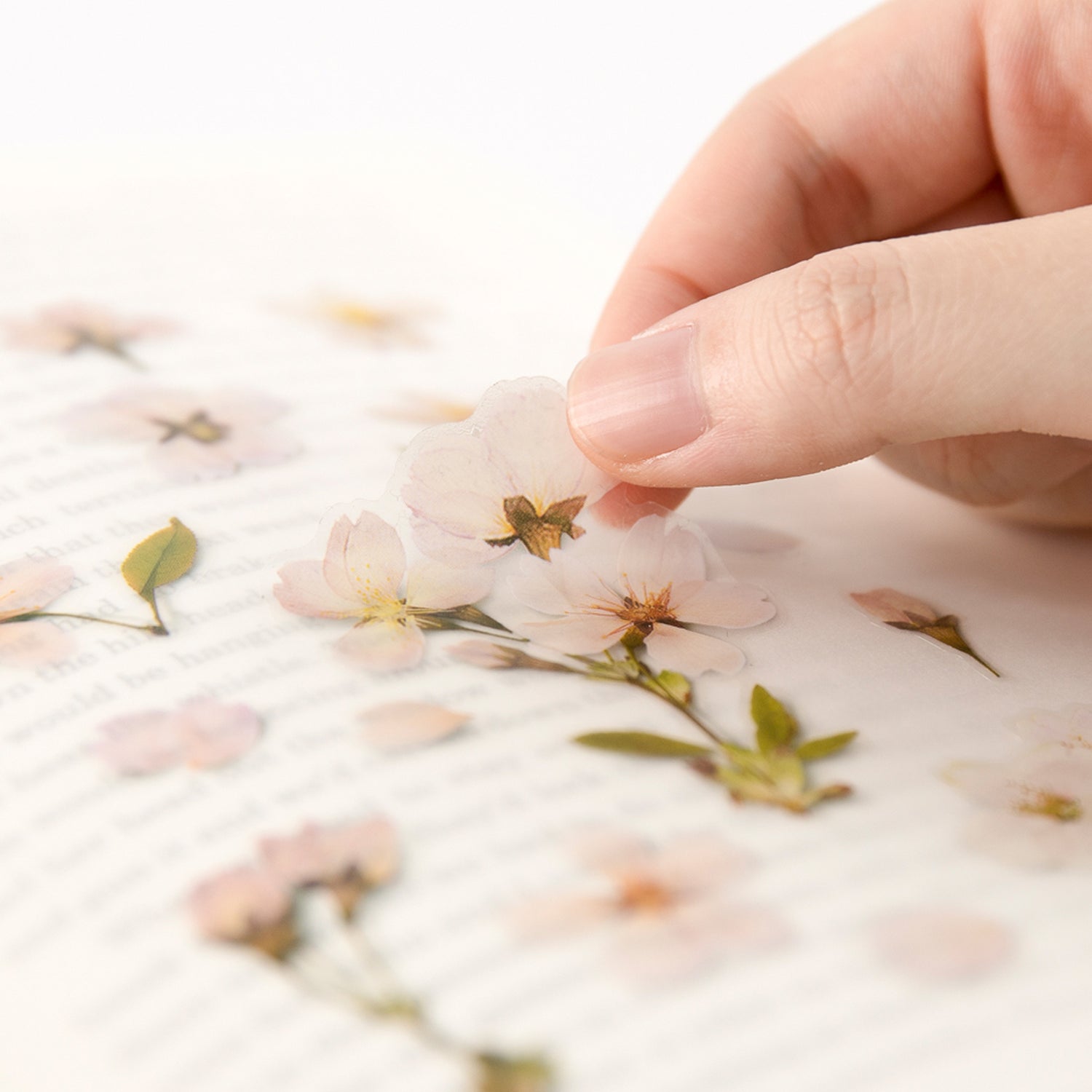 Cherry Blossom Pressed Flower Stickers