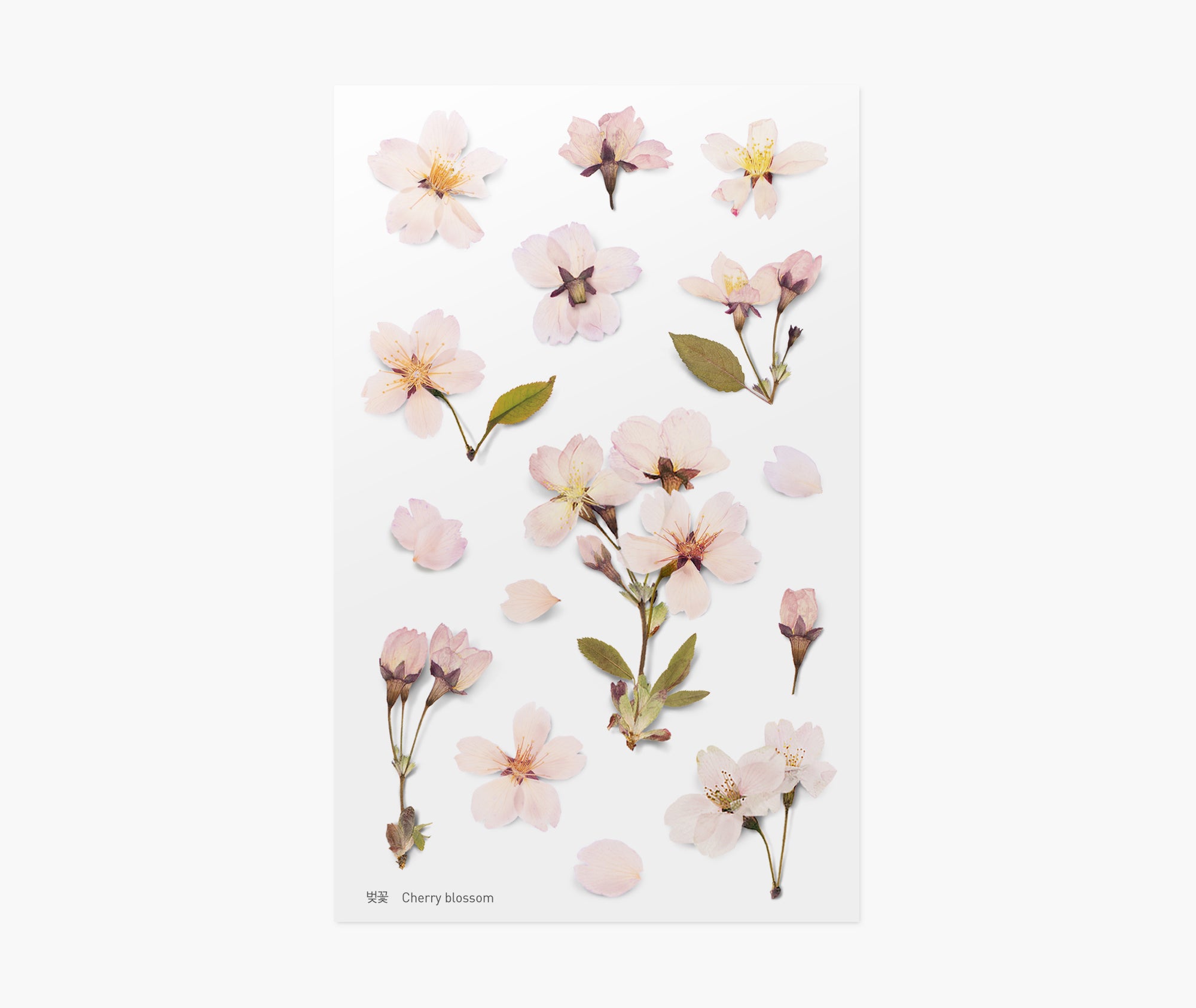 Cherry Blossom Pressed Flower Stickers