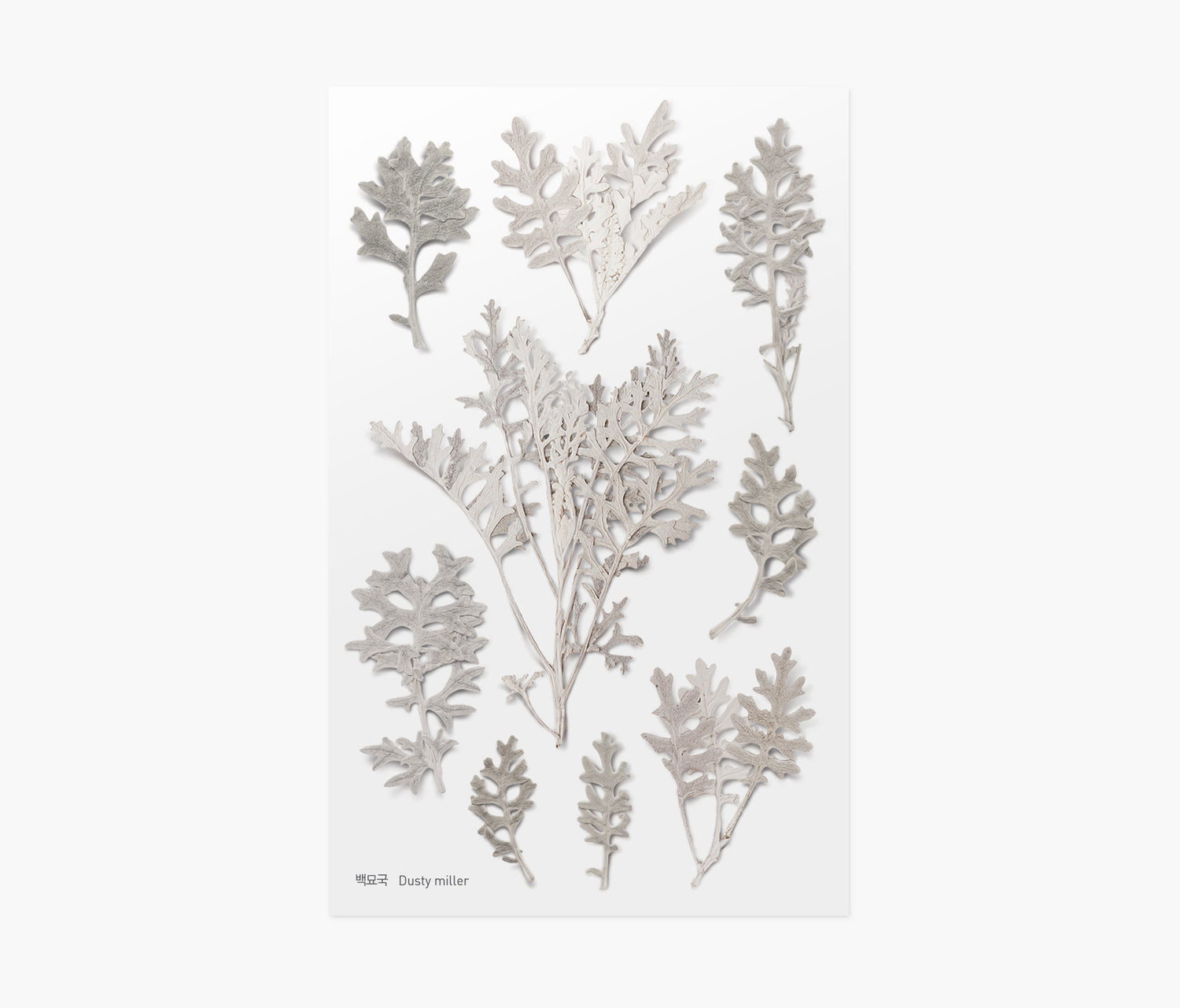 Dusty Miller Pressed Flower Stickers