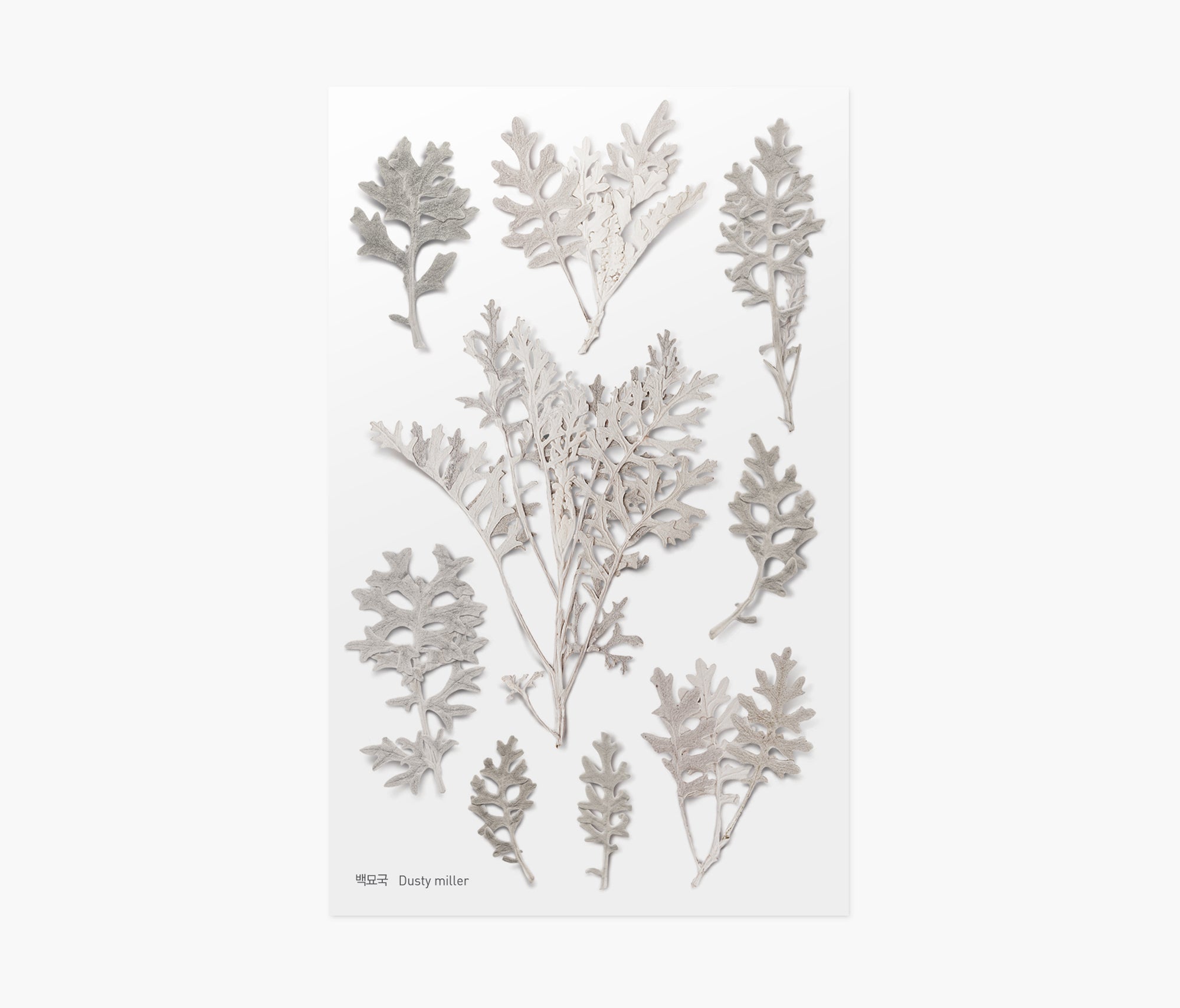 Dusty Miller Pressed Flower Stickers