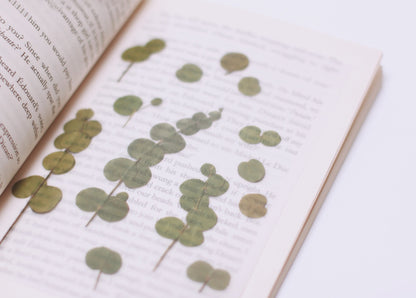 Eucalyptus Pressed Flower Stickers