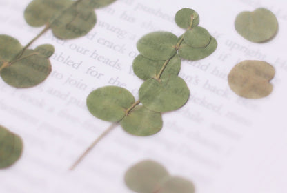 Eucalyptus Pressed Flower Stickers