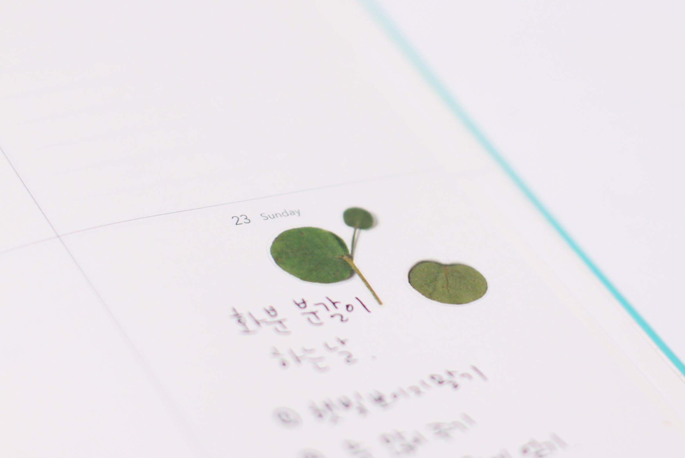 Eucalyptus Pressed Flower Stickers