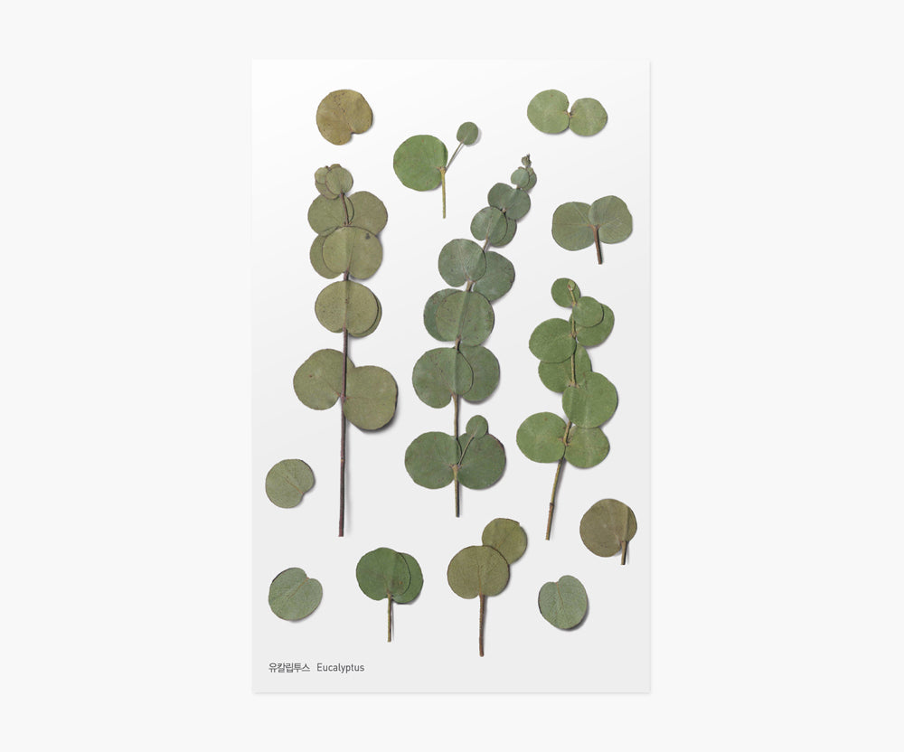 Eucalyptus Pressed Flower Stickers