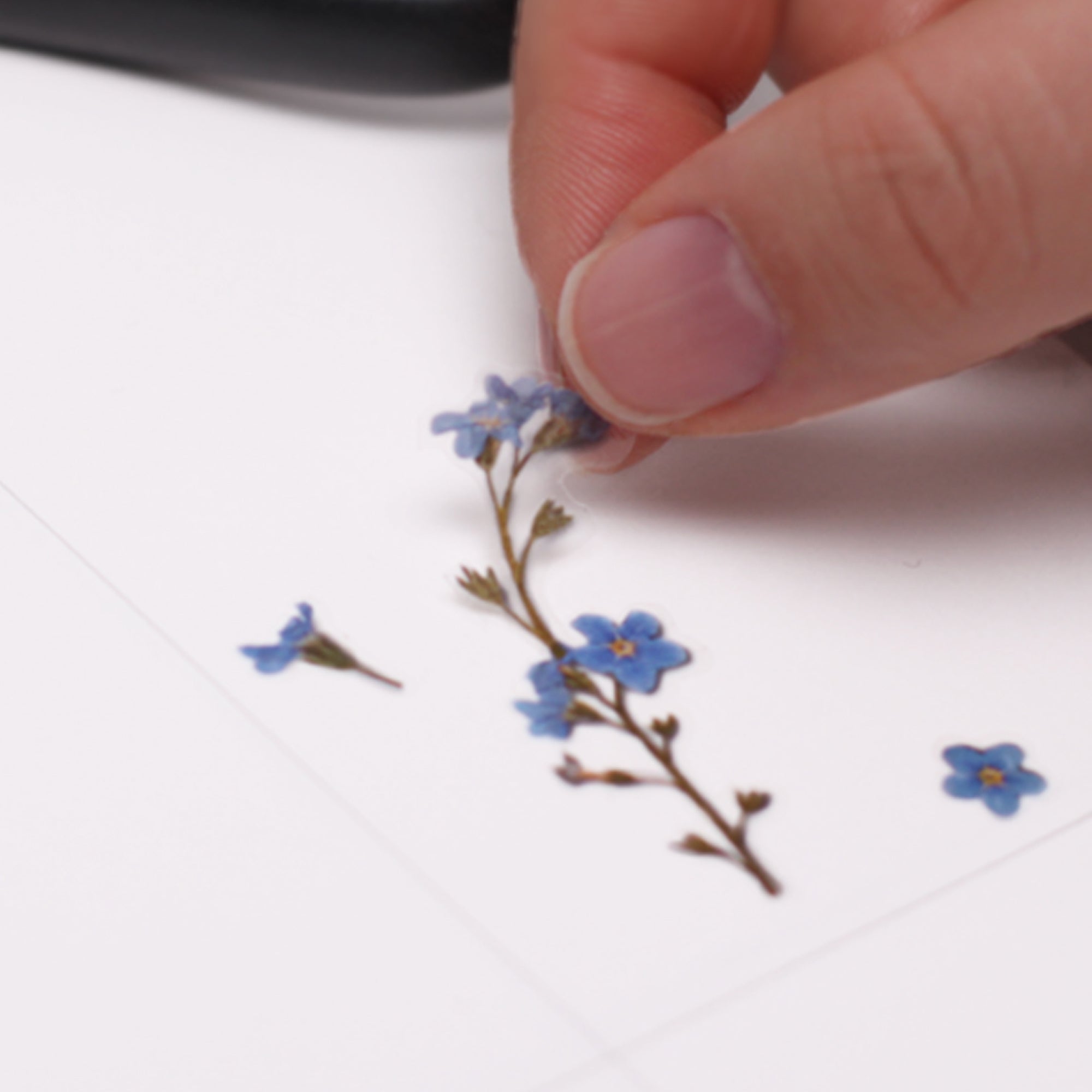 Forget-Me-Not Pressed Flower Stickers