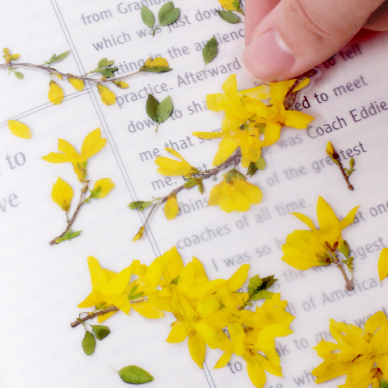 Forsythia Pressed Flower Stickers