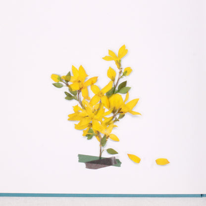 Forsythia Pressed Flower Stickers