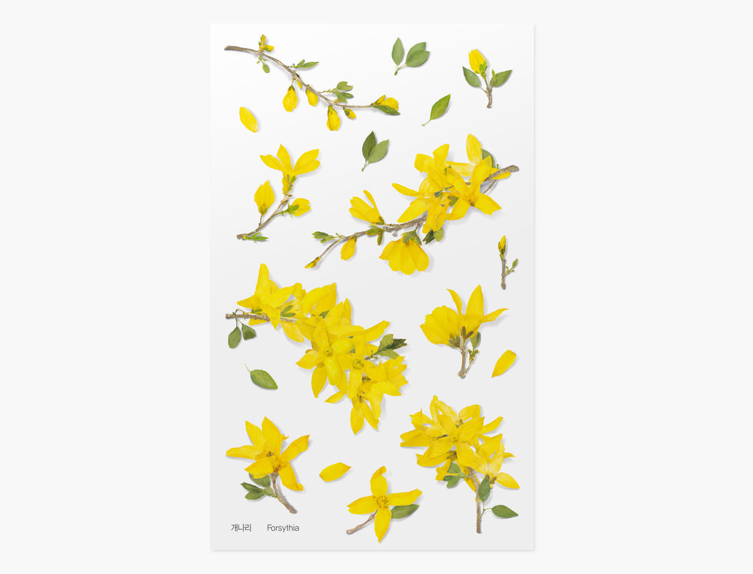 Forsythia Pressed Flower Stickers