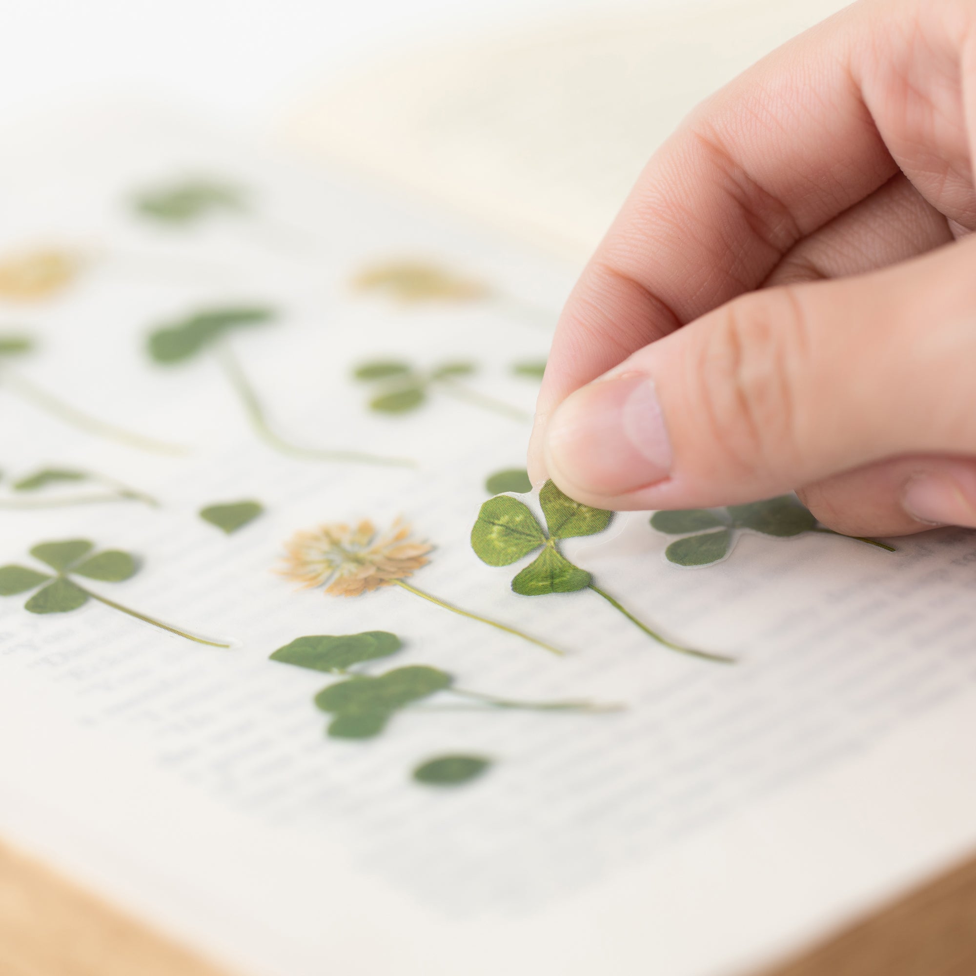 Four-Leaf Clover Pressed Flower Stickers