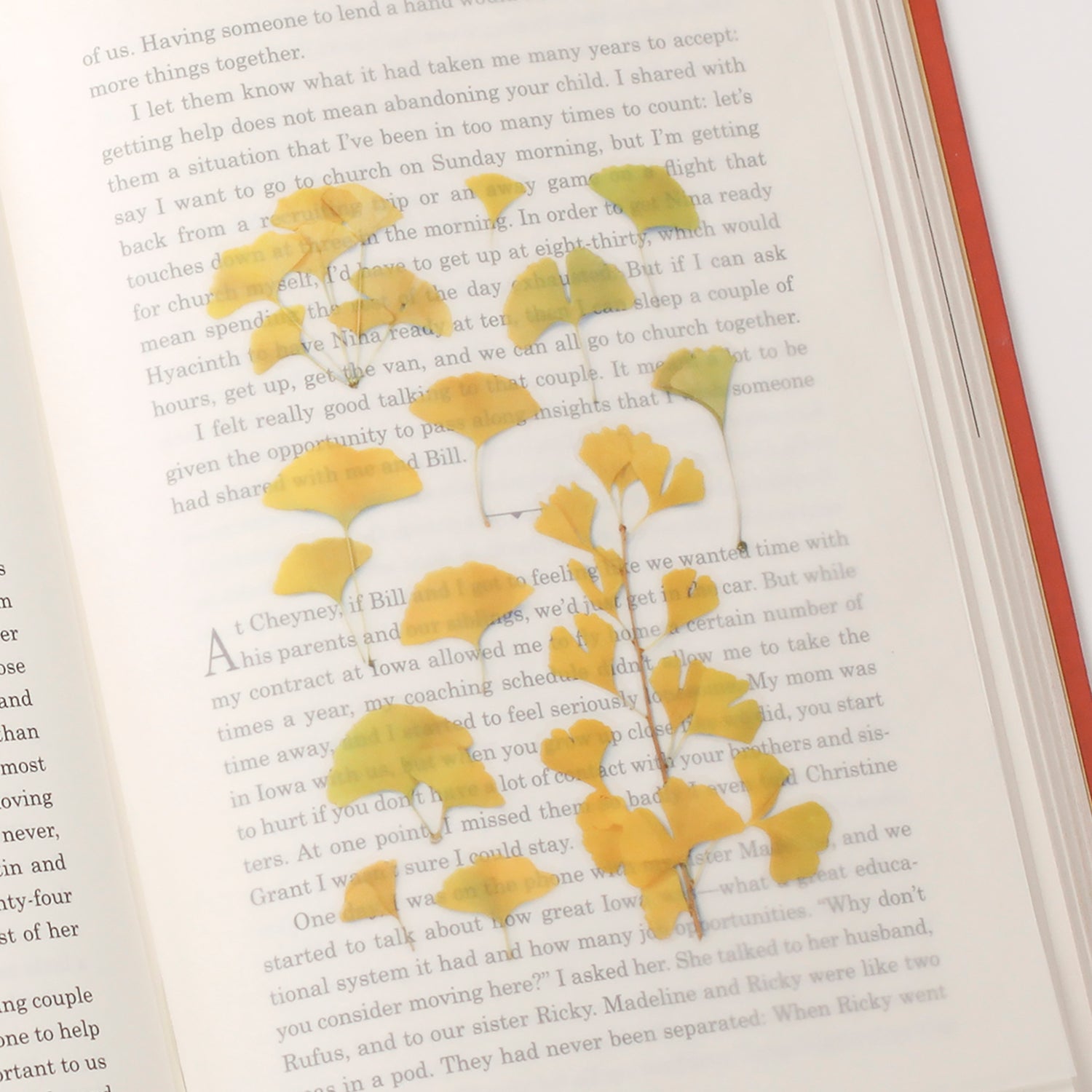 Ginkgo Pressed Flower Stickers