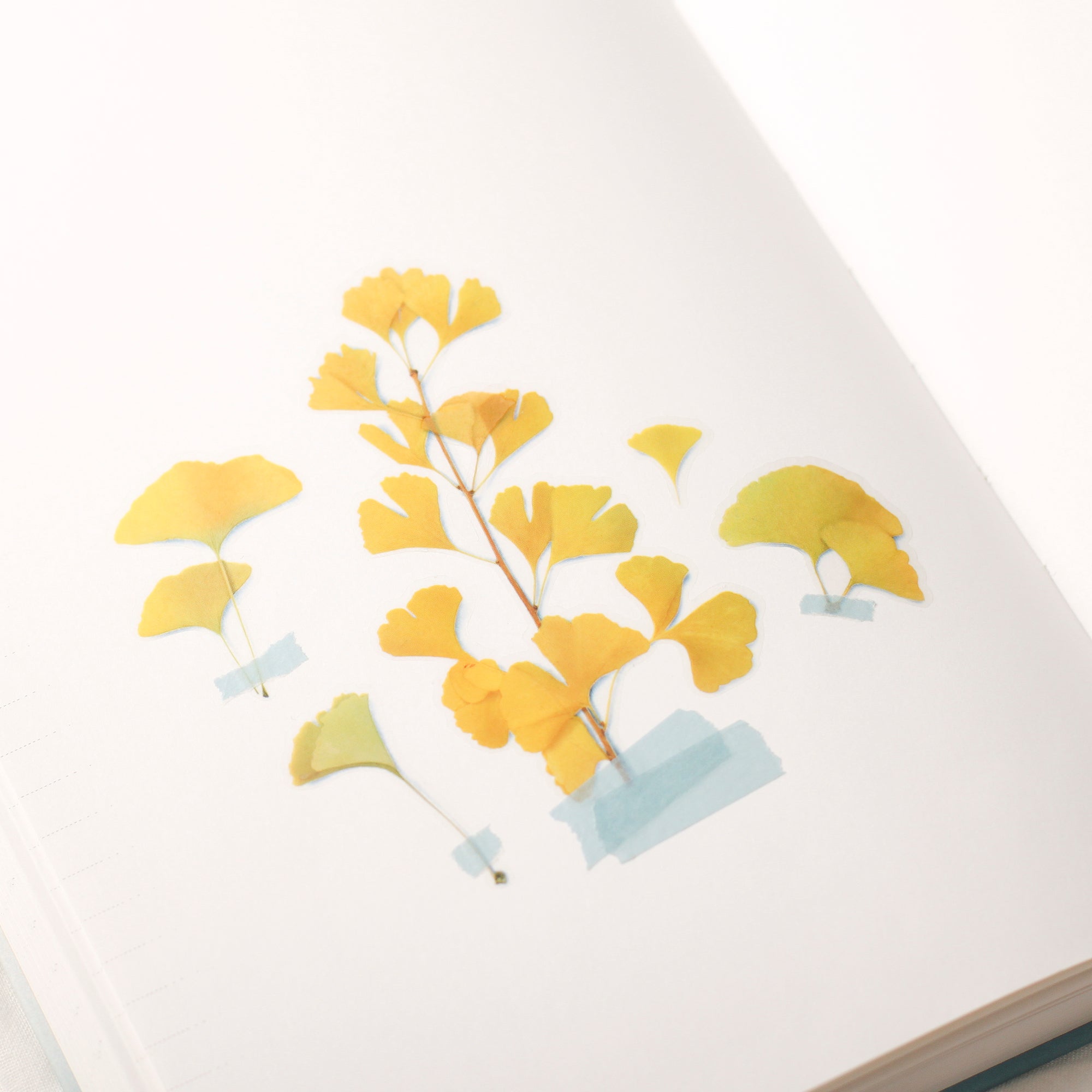 Ginkgo Pressed Flower Stickers