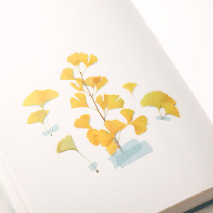 Ginkgo Pressed Flower Stickers