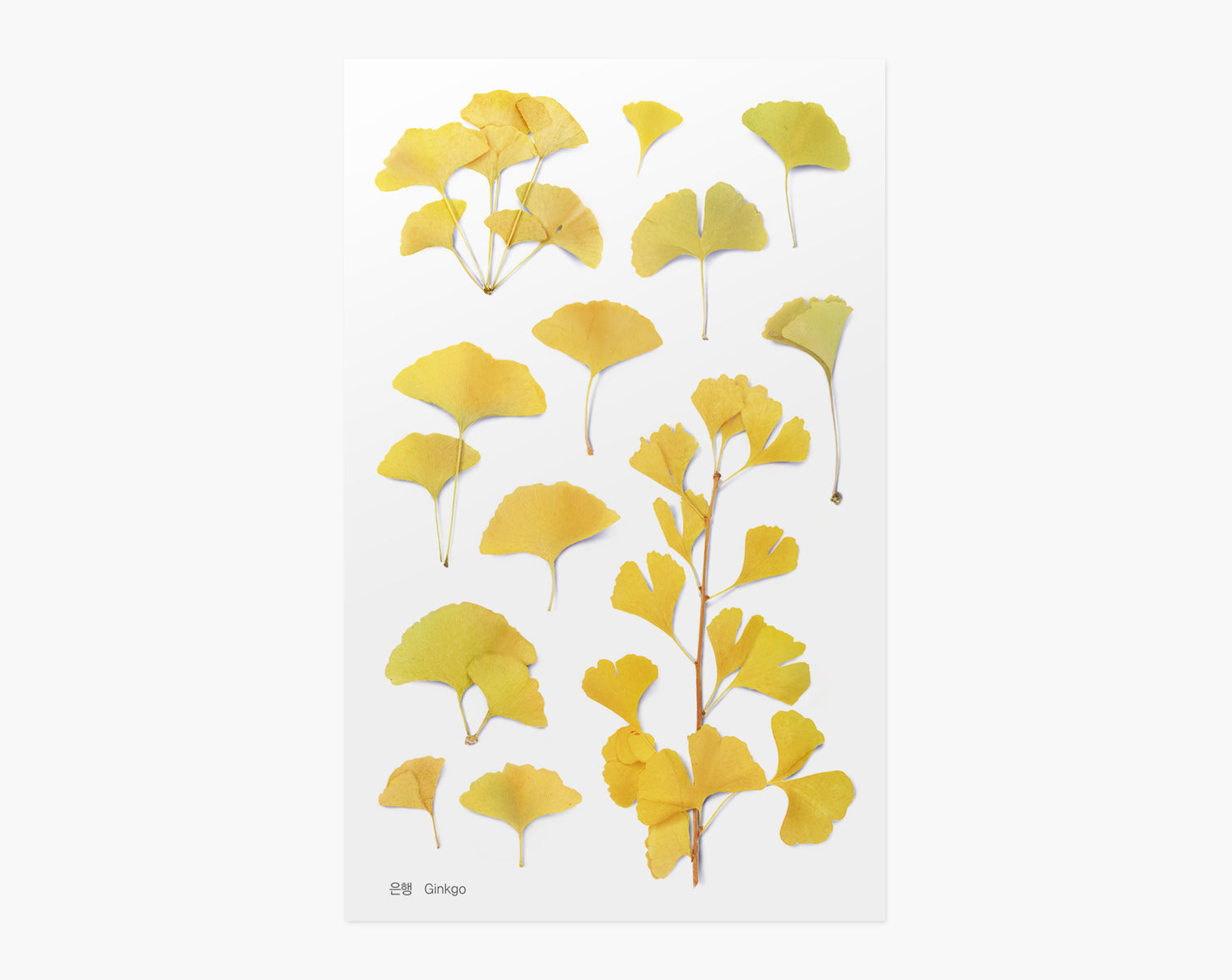 Ginkgo Pressed Flower Stickers