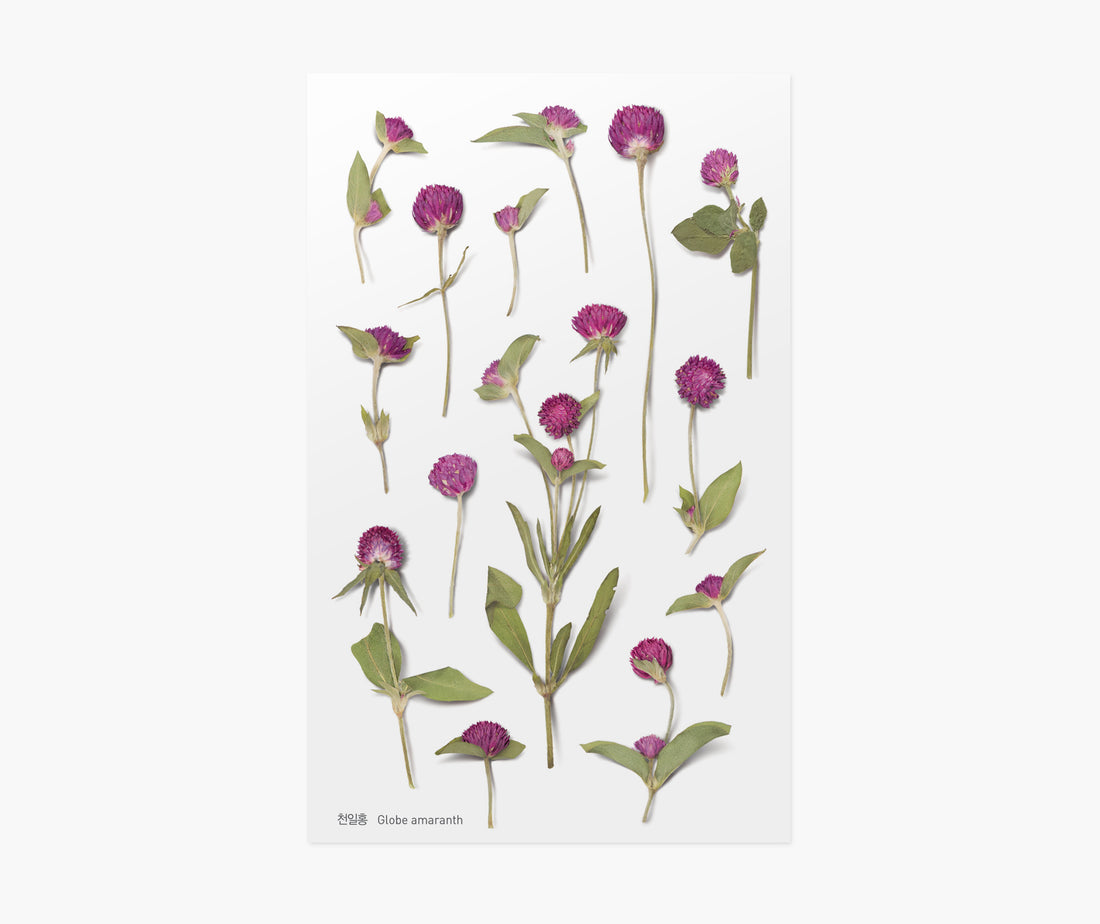 Globe Amaranth Pressed Flower Stickers